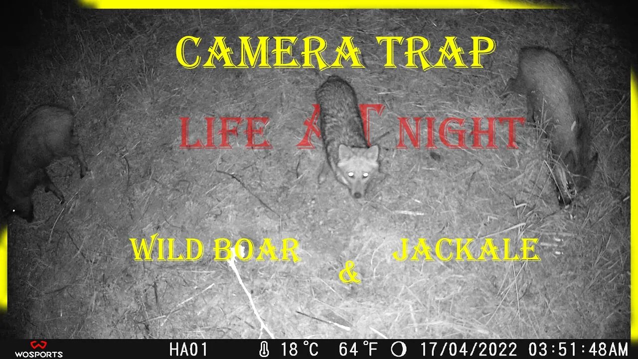 Last Night camera trap | In the dark #TrailCamera #NightVideo #GoldenJackal #Life-with-wildlife