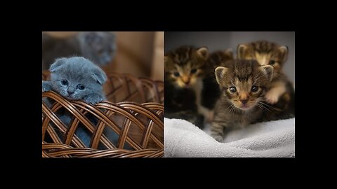Sweet Kitty Dreams: The Cutest Cat Video You'll See Today