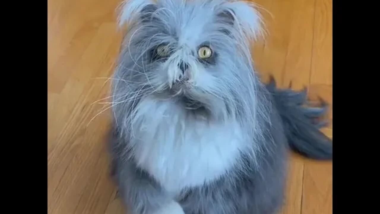 Is this a cat