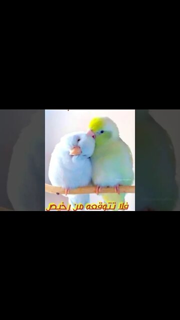 الايام مبشرات 💚