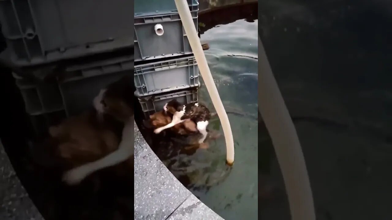 dog save cat 😍👏👏👏