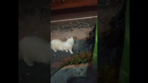 kucing 🐈