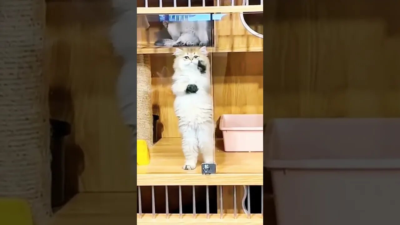 Cute Cat Video Home #shorts