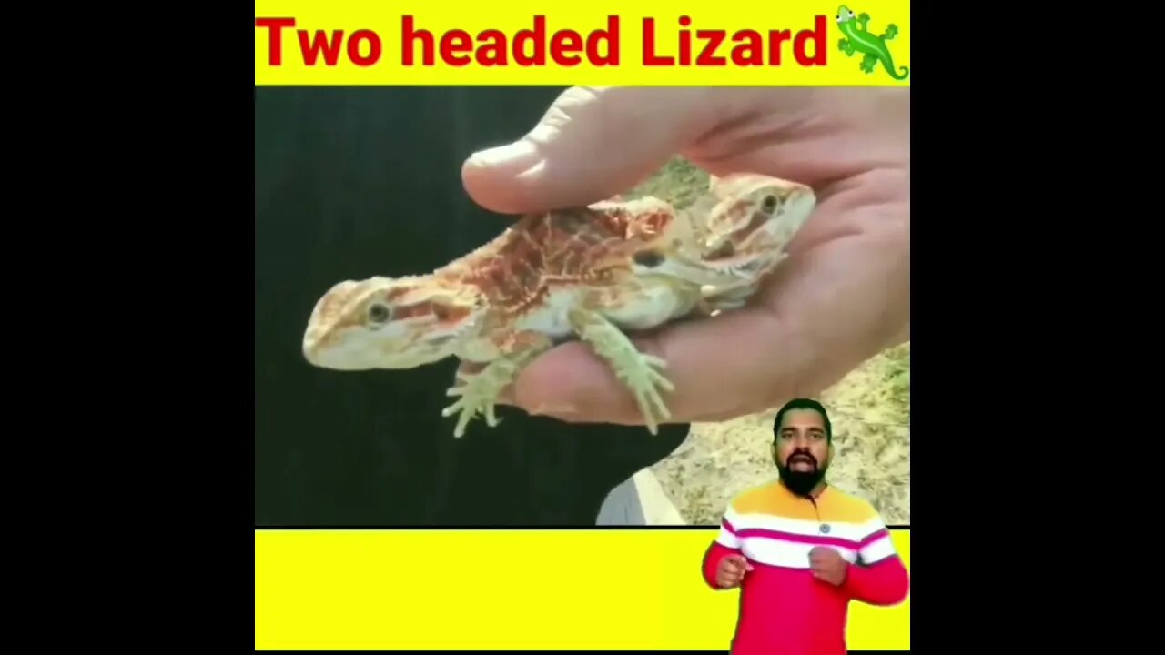 दुनिया के तीन ऐसे जानवर जिसके दो मुंह हैं amazing facts two headed animals videos in hindi #shorts