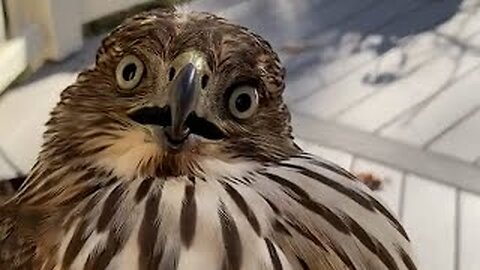 Strange Bird Makes Things Hawkward | FUNNIEST Pets Of The Week