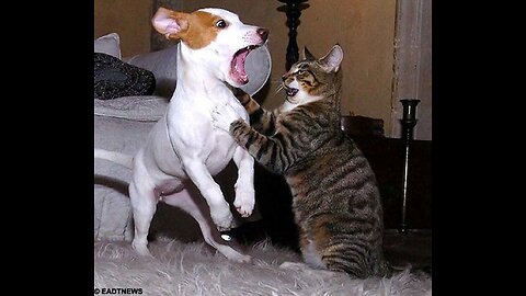 dog vs 🐈 cat fonney videos