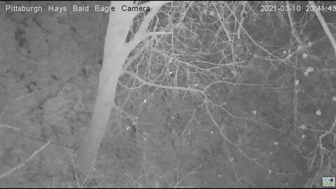 Hays Eagles Mom alerts on Raccoon Visit 2021 03 10 20:40