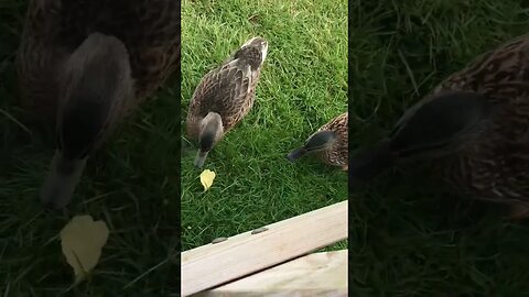 Feeding ducks at Alton Towers.