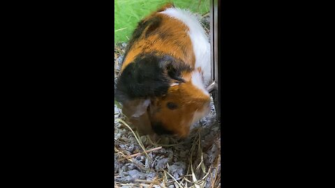 Guinea Pig Drinking Water