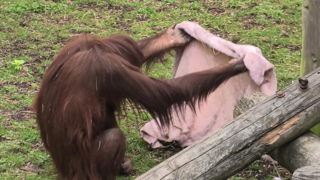 Orangutan neatly places blanket on the ground for her mother