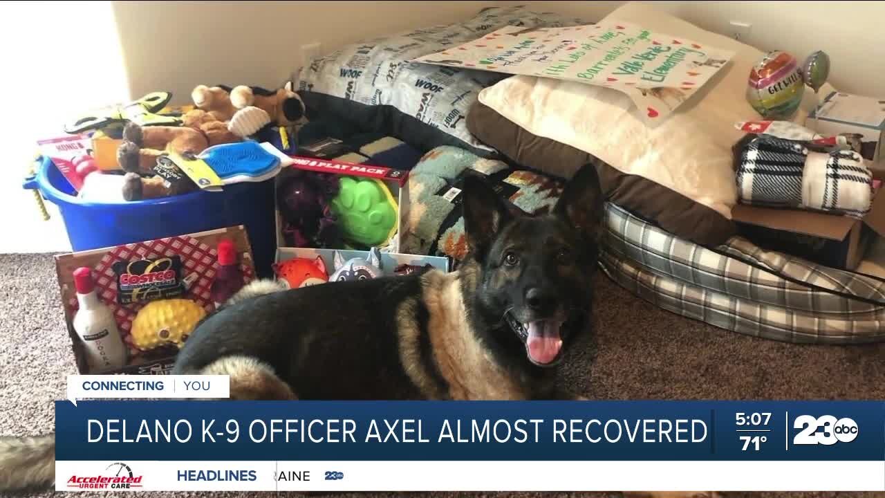 Delano K-9 Officer Axel almost recovered from shooting