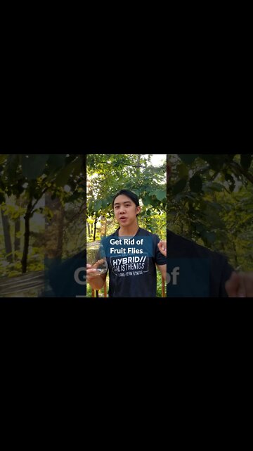 You CAN get rid of fruit flies, my friend!