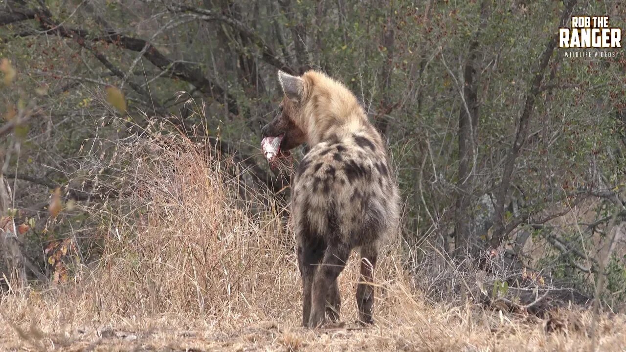 Male Leopard And Spotted Hyena Share A Kudu