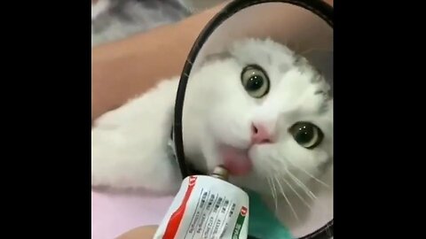 Best Funny Animal Videos Of The 2023 Funniest Cats And Dogs Videos 🙀😍