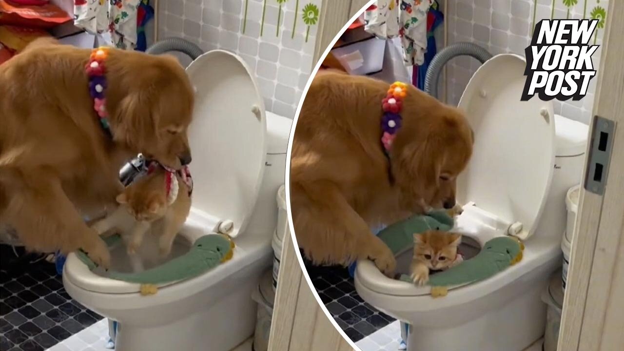 Adora-bowl! Jealous dog drops cat into toilet