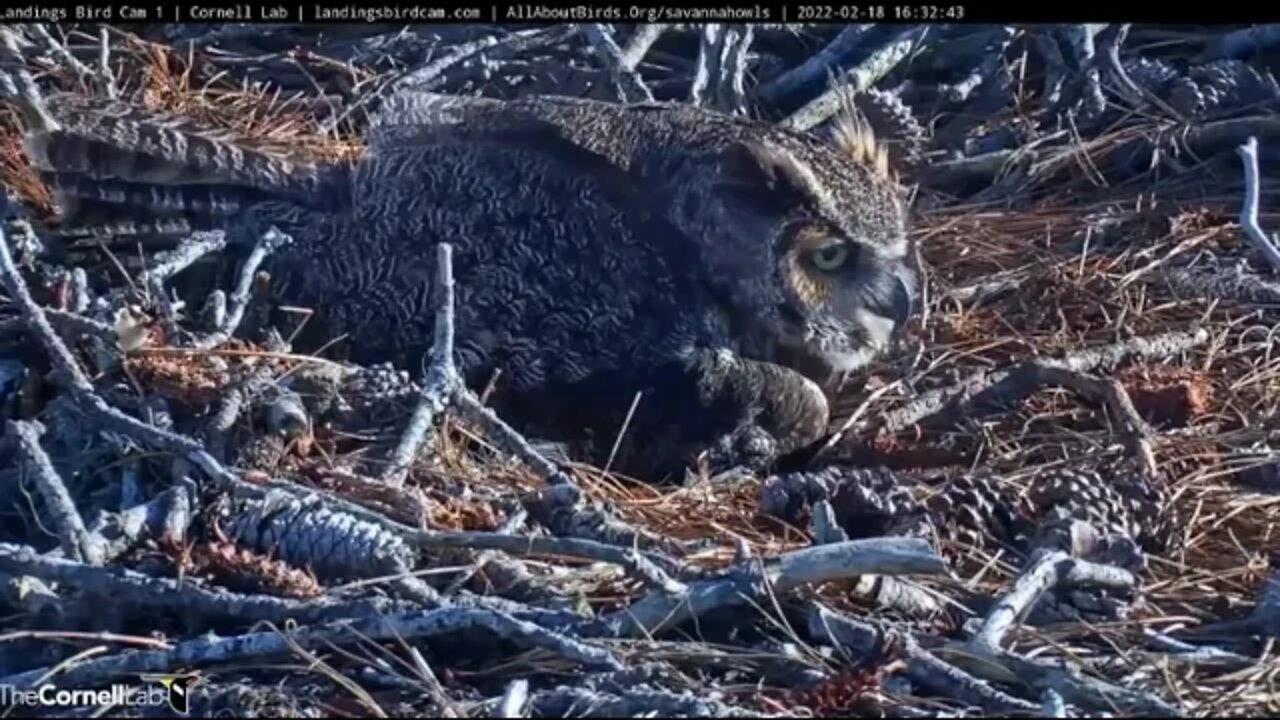 🥚 Egg Close-up Reveals Owlet's Egg Tooth 🦉 2/18/22 16:35