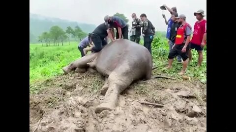 Vets rescue a mother elephant and her calf that fell in a drain in Thailand part 1