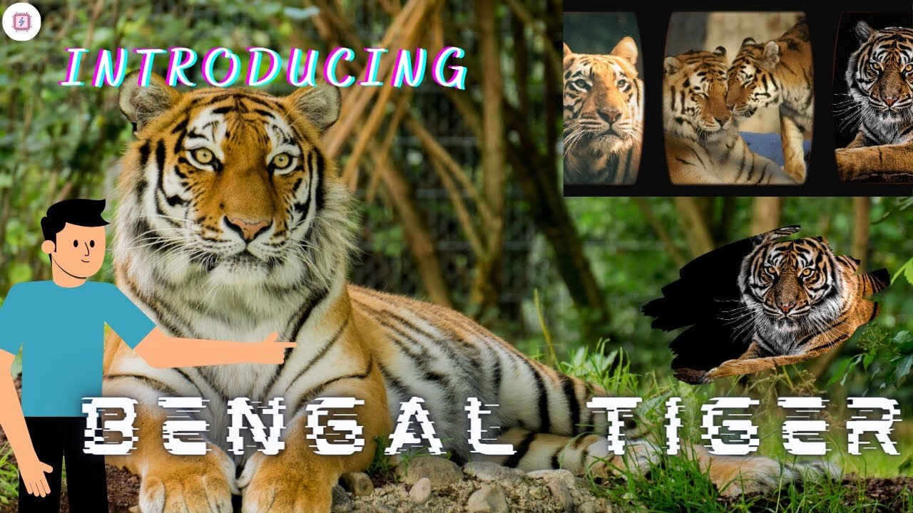 Intro To The Royal Bengal Tiger 🐅