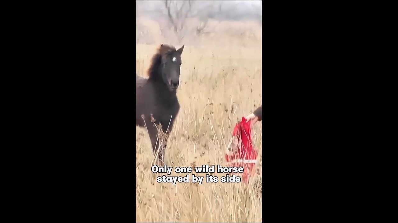 #Animal