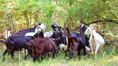 Козы в деле в лесу - жизнь домашних животных