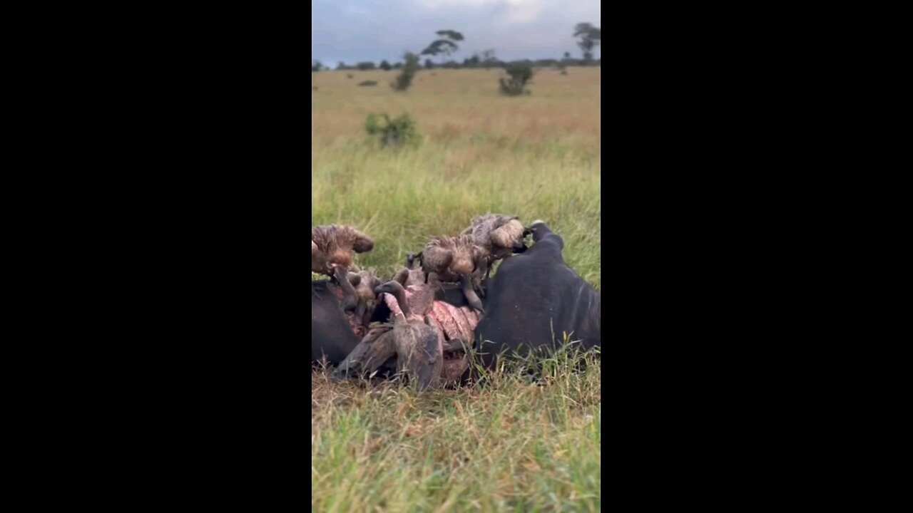 Vultures Eating Buffalo