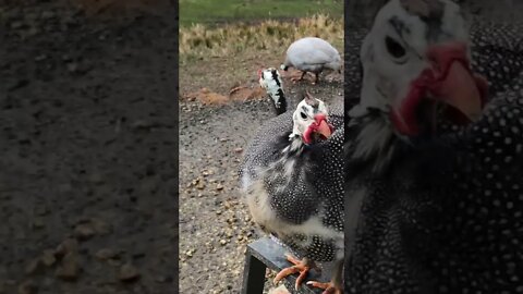 Calming female guinea fowl with bird call 😆