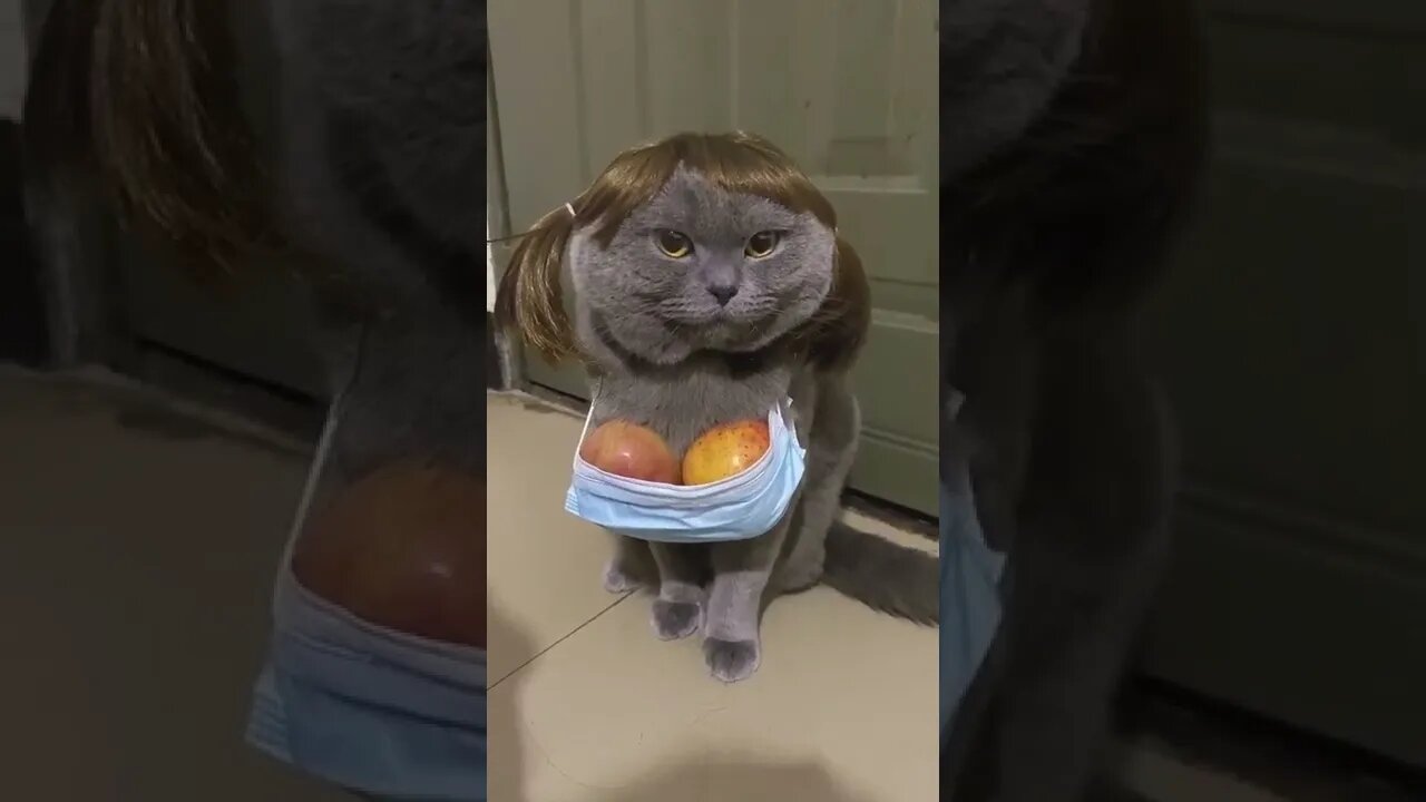 funny cat