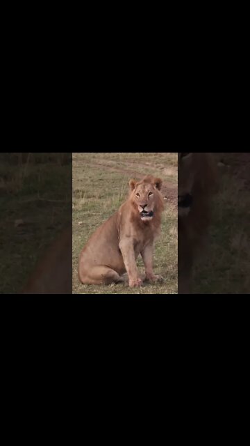 Maasai Mara Sightings Today 06/08/22 (Lions, Cheetah, etc) | Zebra Plains | #shorts