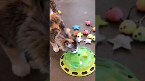 Cutest cats playing with toys ,#Shorts ,Funny Cute Pets Lovers ,cat toy