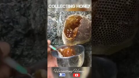 Collecting Honey!😋🥰#honey #viral #shorts #foryou #fyp