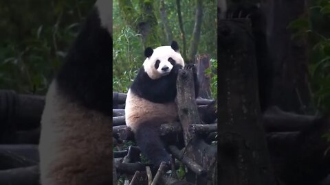 beautiful panda video panda sitting on tree animal videos