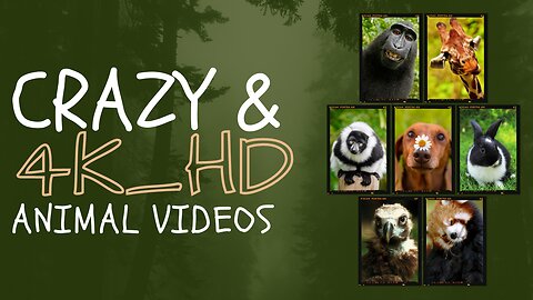 4K Animals: Exploring the Natural World in Incredible Detail