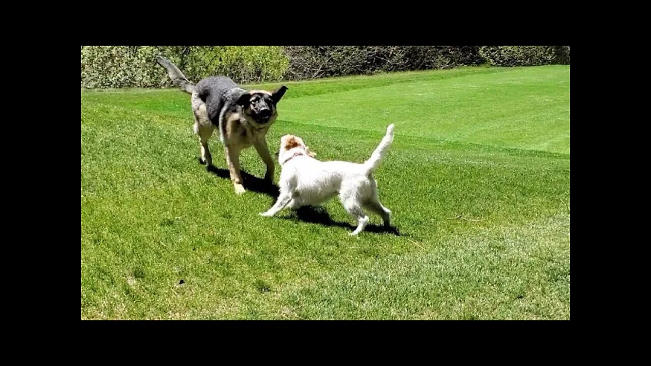 Jack Russell Terrier vs German Shepherd