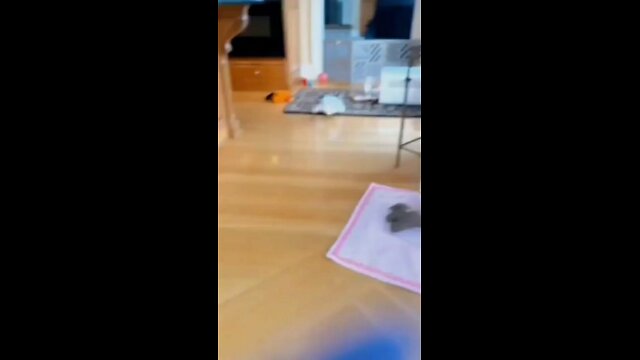 #funny animal #short virel video