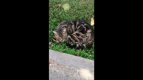 A cute and beautiful cat is sleeping