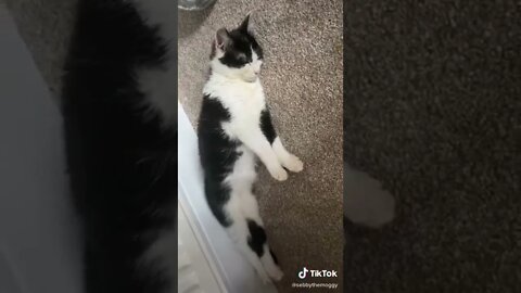 Cats Daily Routine I TikTok