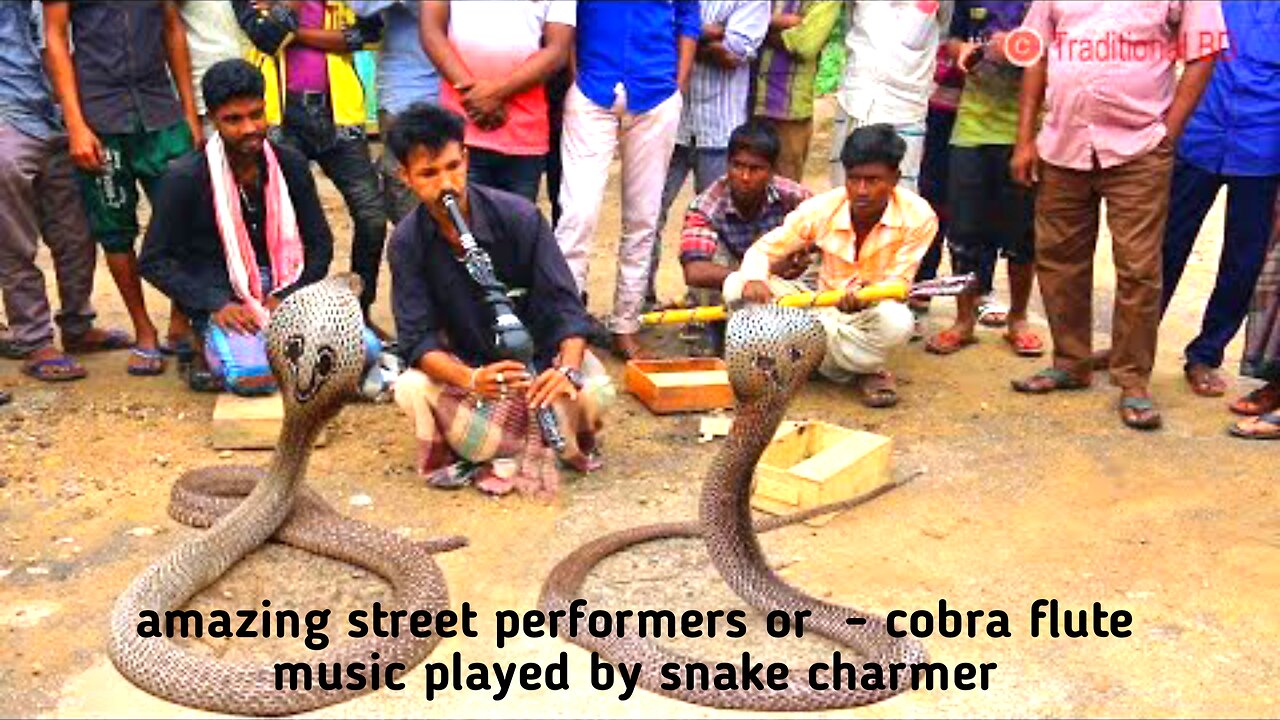 amazing street performer or COBRA flute music played by snake charmer