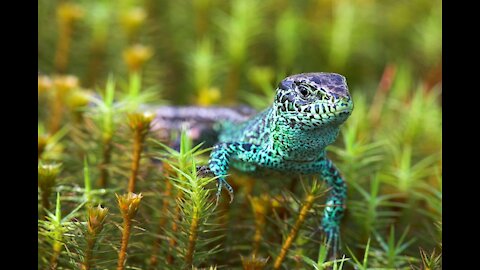 Exhibition of exotic animals fabulous forest