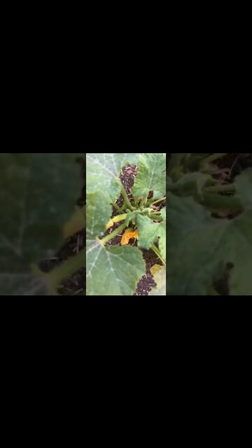 #gardening in the Sand