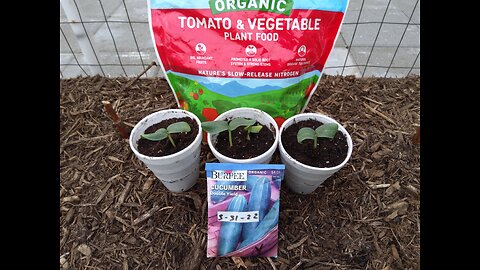 Planting Double Yield Cucumber Seedlings 6/19/23