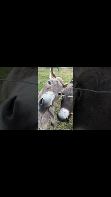 It's Time to BOOP Some Animals! #shorts