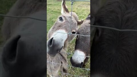 It's Time to BOOP Some Animals! #shorts