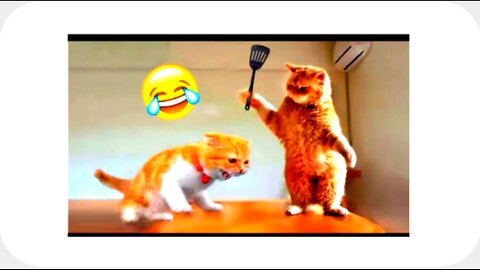 Best Funny Animal Videos of the year (2024), funniest animals ever. relax with cute animals video