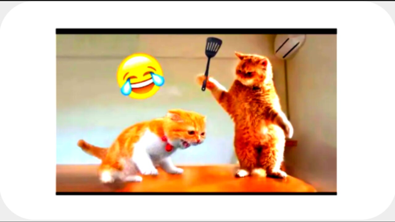 Best Funny Animal Videos of the year (2024), funniest animals ever. relax with cute animals video