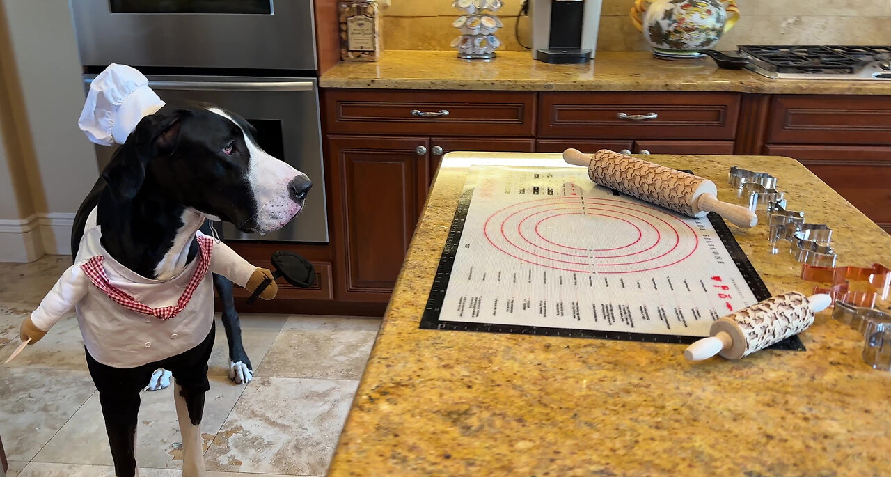 Great Dane Chef Gets Ready To Bake Cat & Dog Cookies