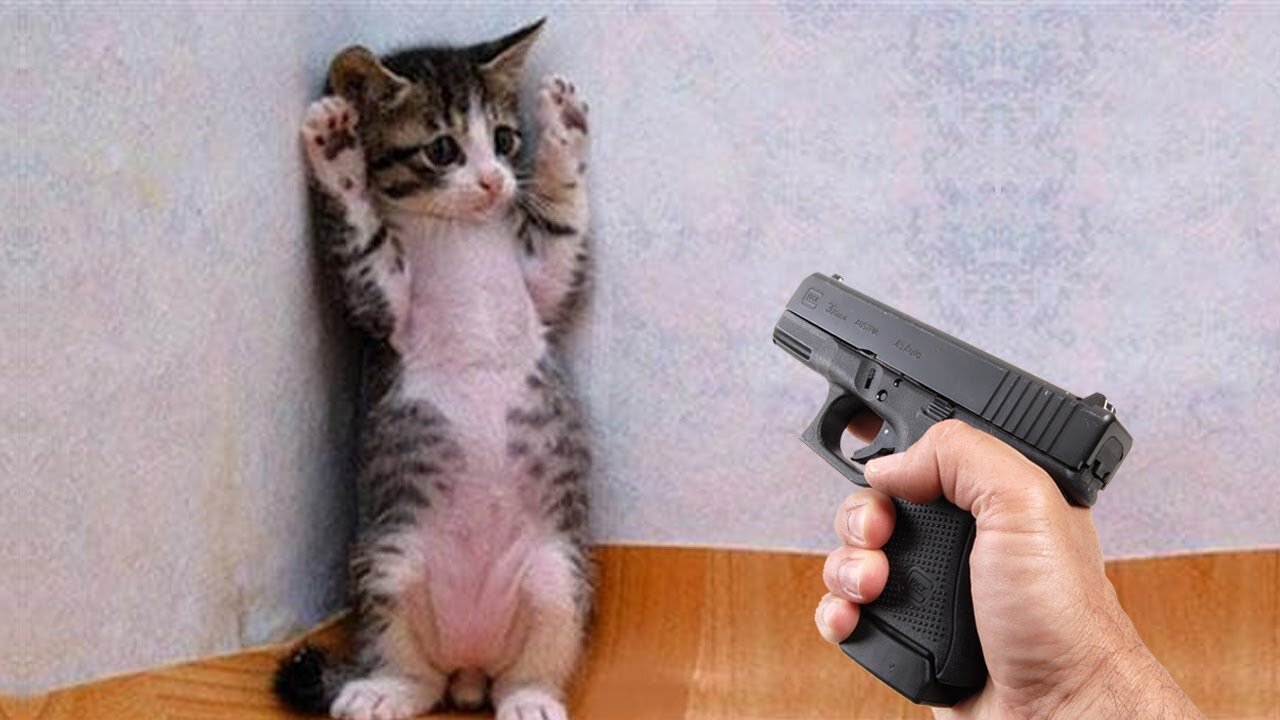 Funniest dogs and cat videos 2023😀#funnytwit#Animals videos.