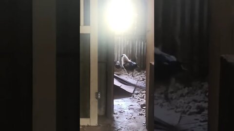 Ever See One of These Up Close? 👀 #shorts