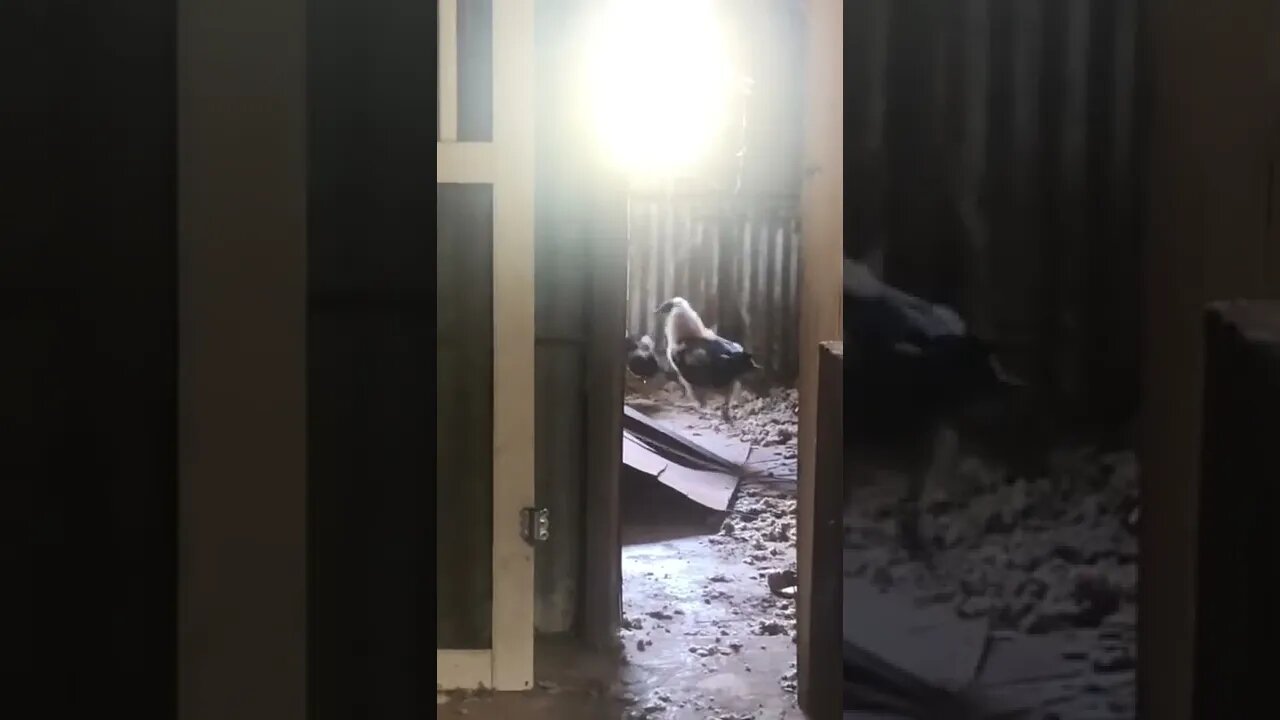 Ever See One of These Up Close? 👀 #shorts