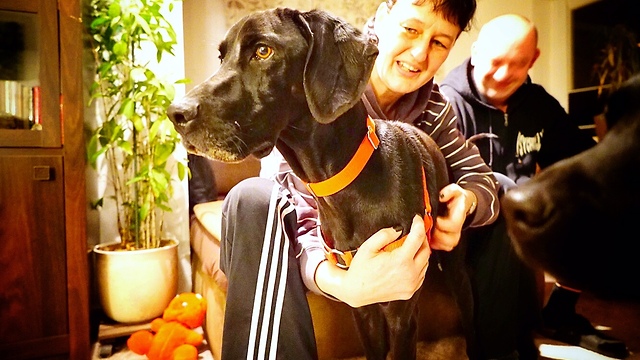 DOG ABANDONED BECAUSE HE IS BLACK jumps on a plane and leaves the country *BLACK DOG SYNDROME*