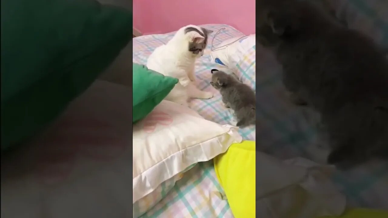 FUNNY CUTE KITTEN - Tiktok Compiled #Shorts